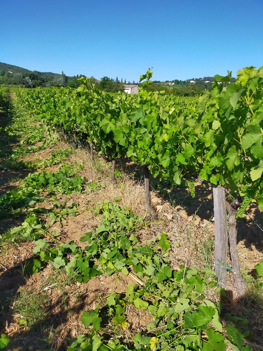 Grappes en développement, ébourgeonnage