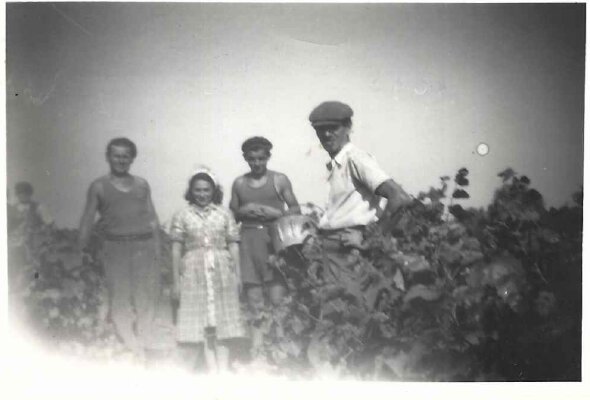 Le grand-père dans les vignes du domaine
