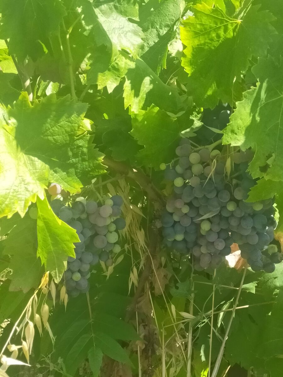 Raisins en cours de maturation