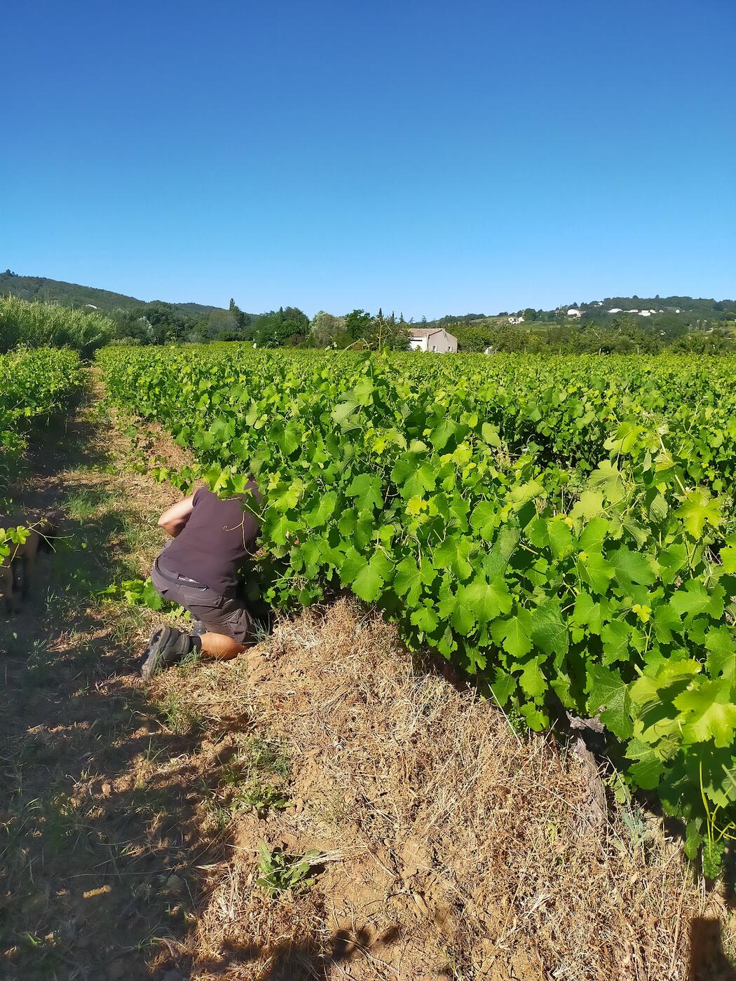 Travail dans les vignes du domaine