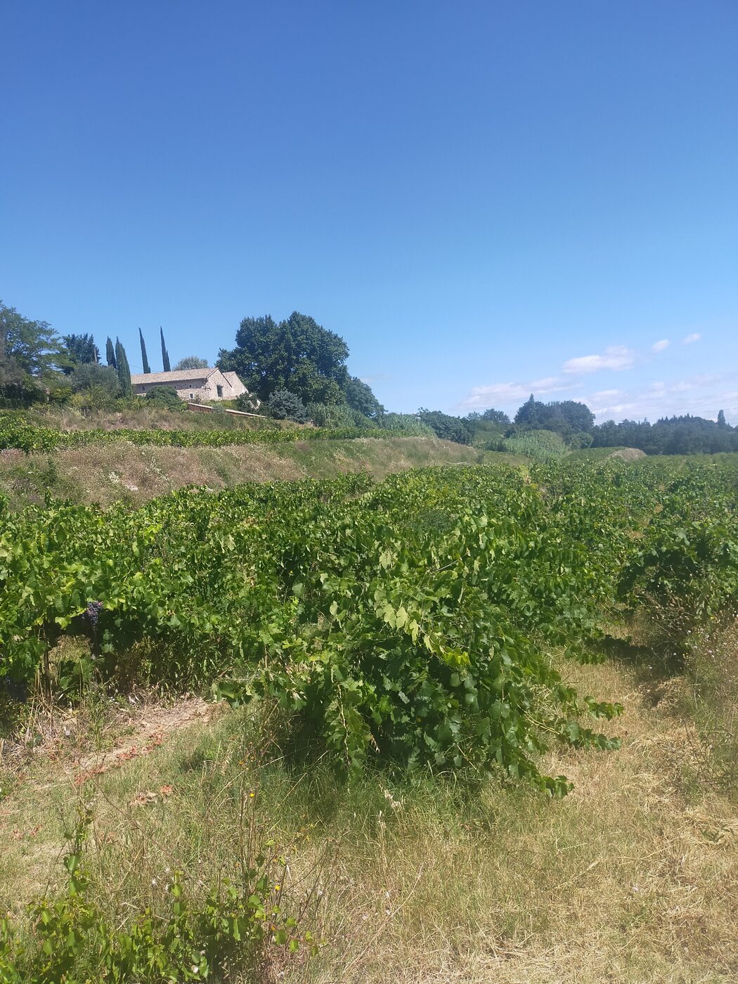Le vignoble et le mas du domaine